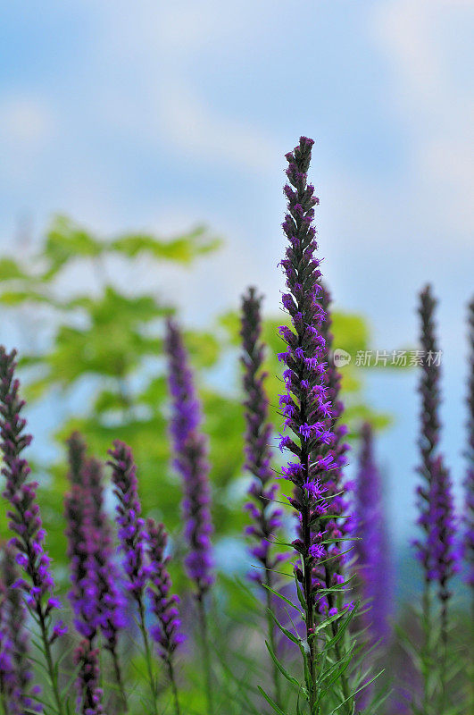 Liatris spicata /耀眼的星星